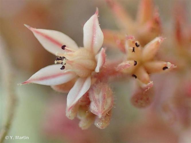 <i>Sedum rubens</i> L., 1753 © 