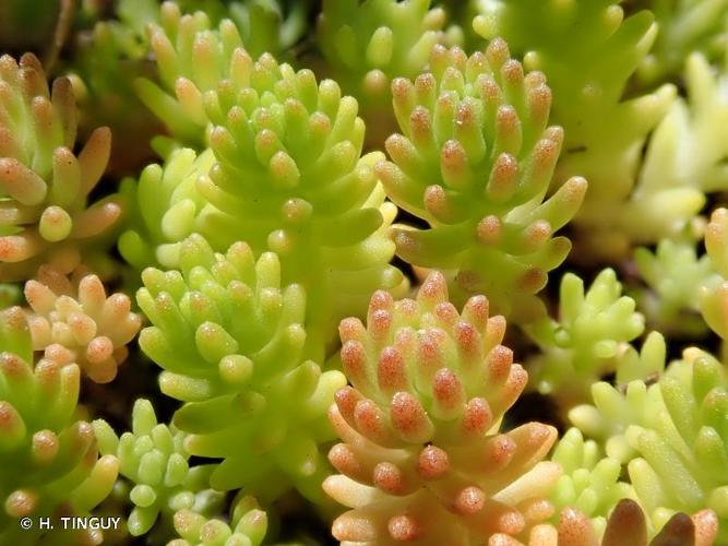 <i>Sedum sexangulare</i> L., 1753 © H. TINGUY