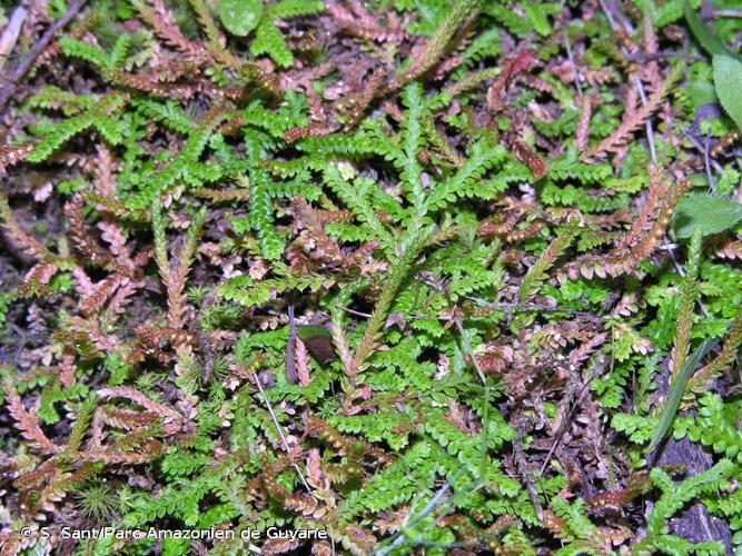 <i>Selaginella denticulata</i> (L.) Spring, 1838 © S. Sant/Parc Amazonien de Guyane