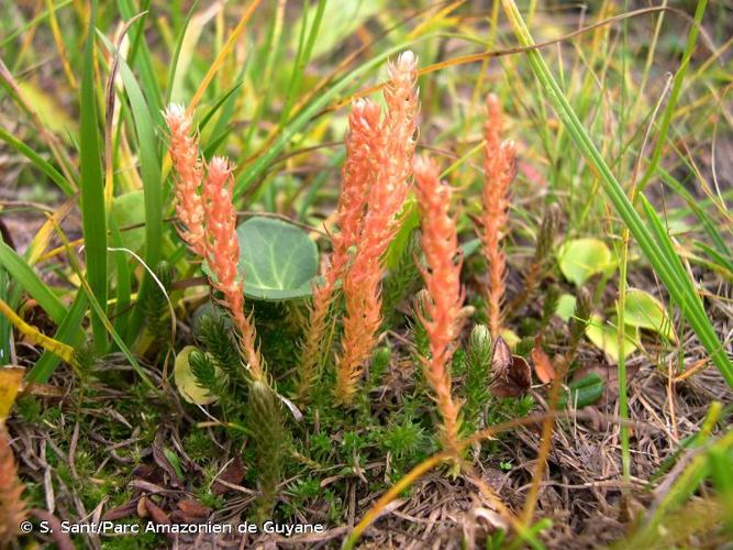 <i>Selaginella selaginoides</i> (L.) P.Beauv. ex Schrank & Mart., 1829 © S. Sant/Parc Amazonien de Guyane