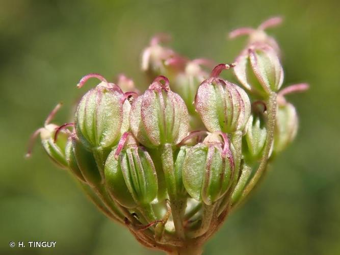 <i>Selinum carvifolia</i> (L.) L., 1762 © H. TINGUY