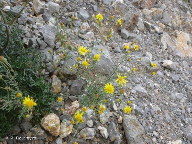 <i>Senecio gallicus</i> Vill., 1785 © P. Rouveyrol