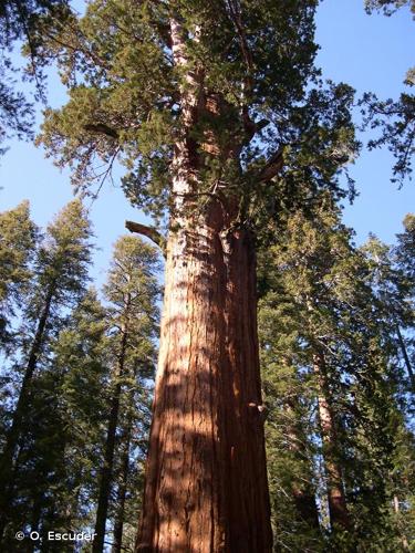 <i>Sequoiadendron giganteum</i> (Lindl.) J.Buchholz, 1939 © O. Escuder