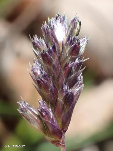 <i>Sesleria caerulea</i> (L.) Ard., 1763 © H. TINGUY