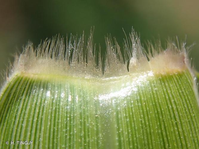 <i>Setaria verticillata</i> (L.) P.Beauv., 1812 © H. TINGUY