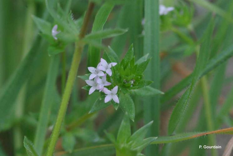 <i>Sherardia arvensis</i> L., 1753 © P. Gourdain