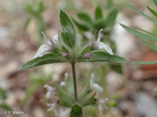 <i>Sideritis romana</i> L., 1753 © 