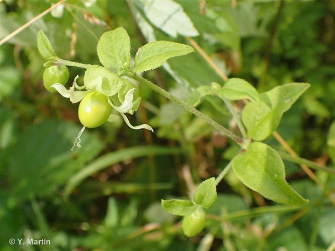 <i>Silene baccifera</i> (L.) Roth, 1788 © 