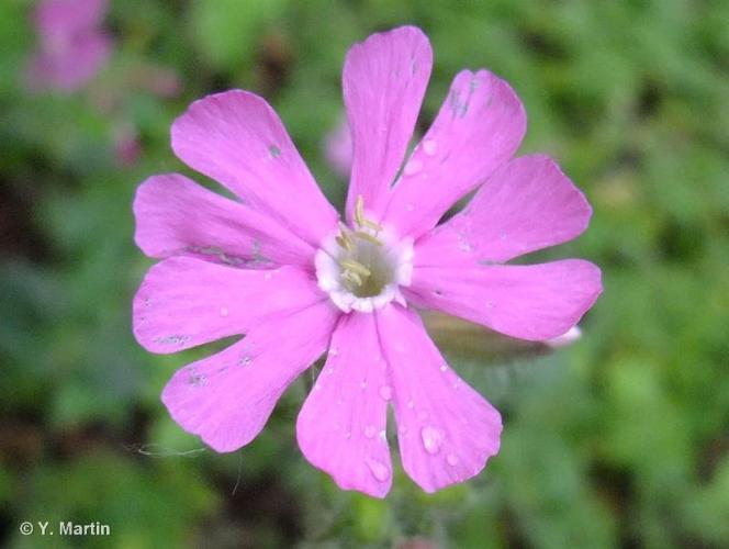 <i>Silene dioica</i> (L.) Clairv., 1811 © 