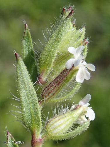 <i>Silene gallica</i> L., 1753 [nom. cons.] © H. TINGUY