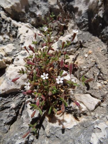 <i>Silene sedoides</i> Poir., 1789 © P. Rouveyrol