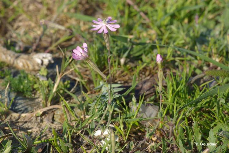 <i>Silene sericea</i> All., 1785 © P. Gourdain