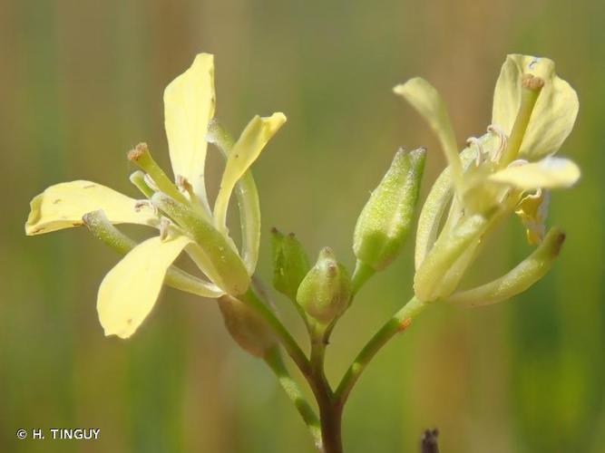 <i>Sisymbrium altissimum</i> L., 1753 © H. TINGUY