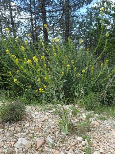 <i>Sisymbrium austriacum</i> Jacq., 1775 © H. TINGUY