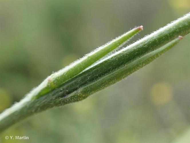 <i>Sisymbrium officinale</i> (L.) Scop., 1772 © 