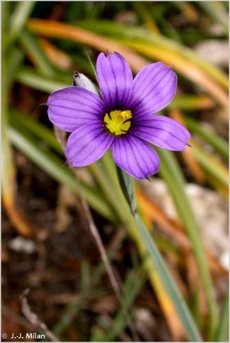 <i>Sisyrinchium montanum</i> Greene, 1899 © 