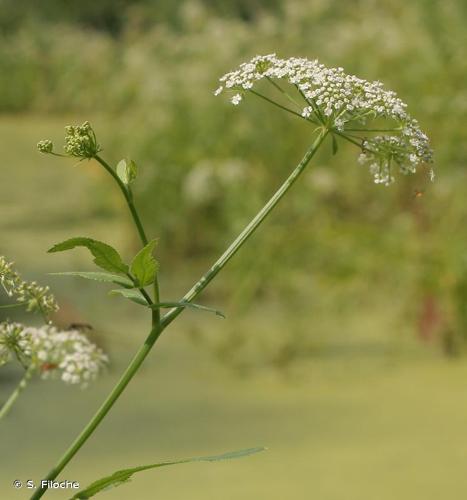 <i>Sium latifolium</i> L., 1753 © S. Filoche