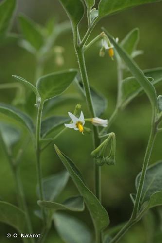 <i>Solanum chenopodioides</i> Lam., 1794 © O. Nawrot