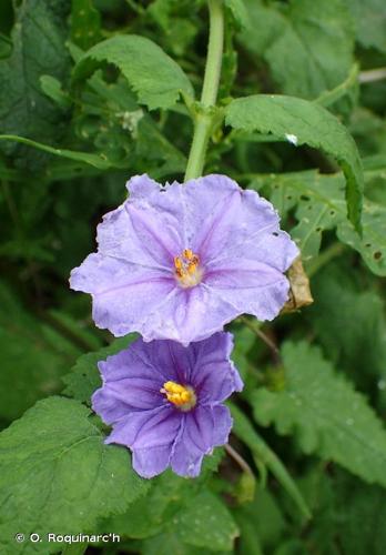 <i>Solanum laciniatum</i> Aiton, 1789 © O. Roquinarc'h