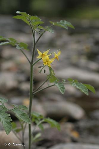 <i>Solanum lycopersicum</i> L., 1753 © O. Nawrot