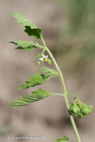 <i>Solanum nitidibaccatum</i> Bitter, 1912 © R. Dupré MNHN/CBNBP