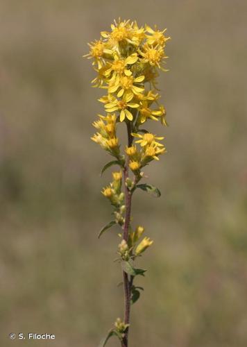 <i>Solidago virgaurea</i> L., 1753 © S. Filoche