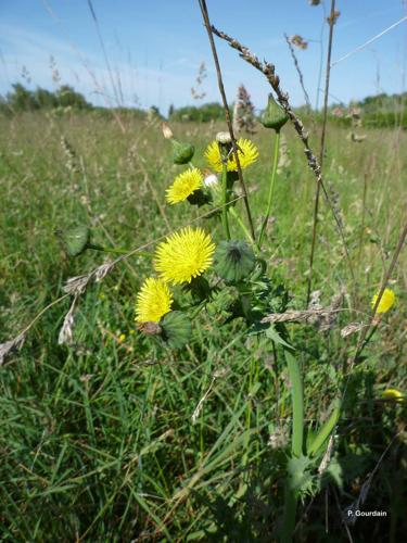 <i>Sonchus asper</i> (L.) Hill, 1769 © P. Gourdain