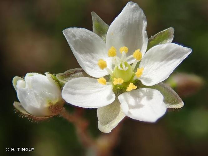 <i>Spergula arvensis</i> L., 1753 © H. TINGUY