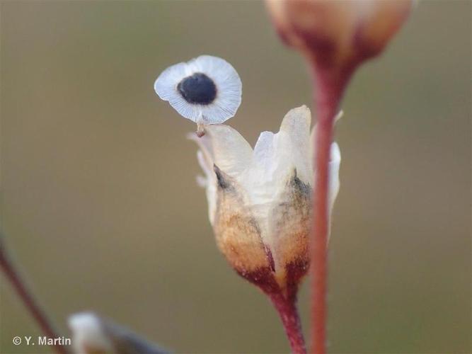 <i>Spergula pentandra</i> L., 1753 © 