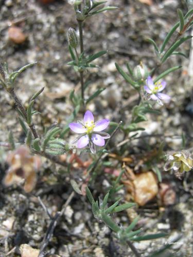 <i>Spergularia rubra</i> (L.) J.Presl & C.Presl, 1819 © P. Gourdain