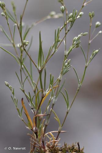 <i>Spergularia segetalis</i> (L.) G.Don, 1831 © O. Nawrot