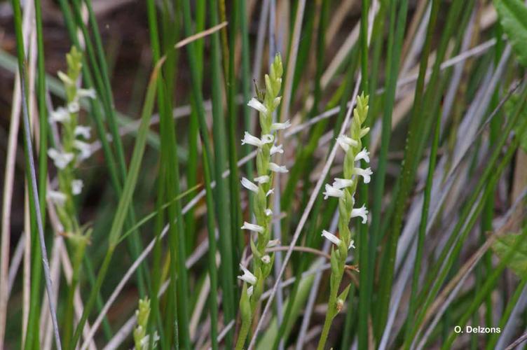 <i>Spiranthes aestivalis</i> (Poir.) Rich., 1817 © O. Delzons