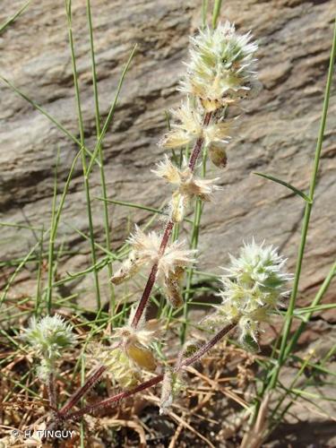 <i>Stachys brachyclada</i> de Noé ex Coss., 1854 © H. TINGUY