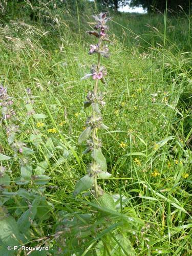 <i>Stachys germanica</i> L., 1753 © P. Rouveyrol