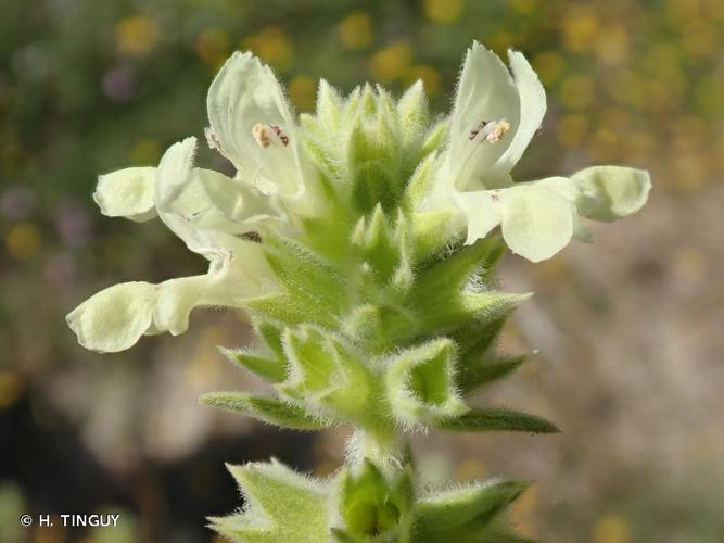 <i>Stachys maritima</i> Gouan, 1764 © H. TINGUY