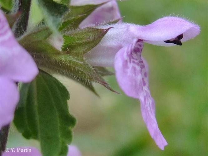 <i>Stachys palustris</i> L., 1753 © 