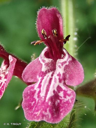 <i>Stachys sylvatica</i> L., 1753 © H. TINGUY