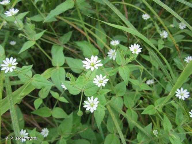 <i>Stellaria aquatica</i> (L.) Scop., 1771 © P. Rouveyrol