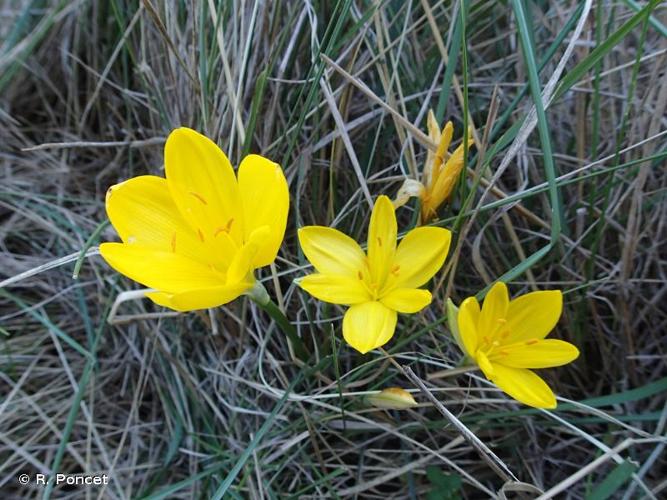 <i>Sternbergia lutea</i> (L.) Ker Gawl. ex Spreng., 1825 © R. Poncet