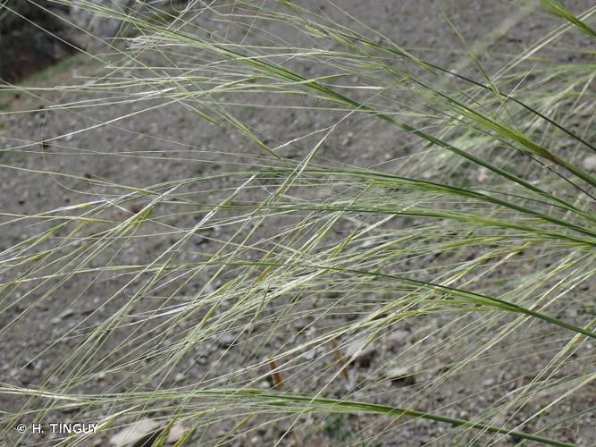 <i>Stipa capillata</i> L., 1762 © H. TINGUY