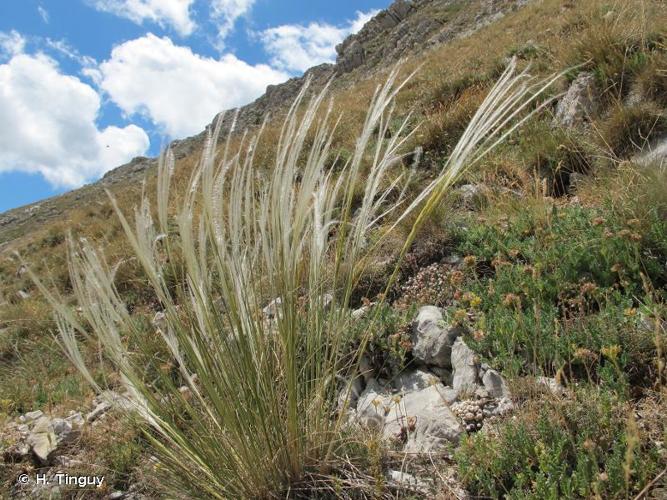 <i>Stipa eriocaulis</i> Borbás, 1878 © H. Tinguy