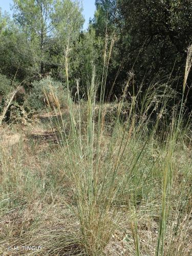 <i>Stipa offneri</i> Breistr., 1950 © H. TINGUY