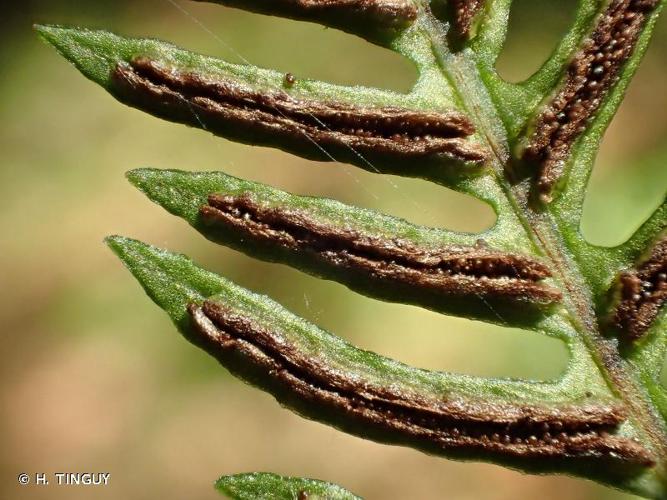 <i>Struthiopteris spicant</i> (L.) Weiss, 1770 © H. TINGUY