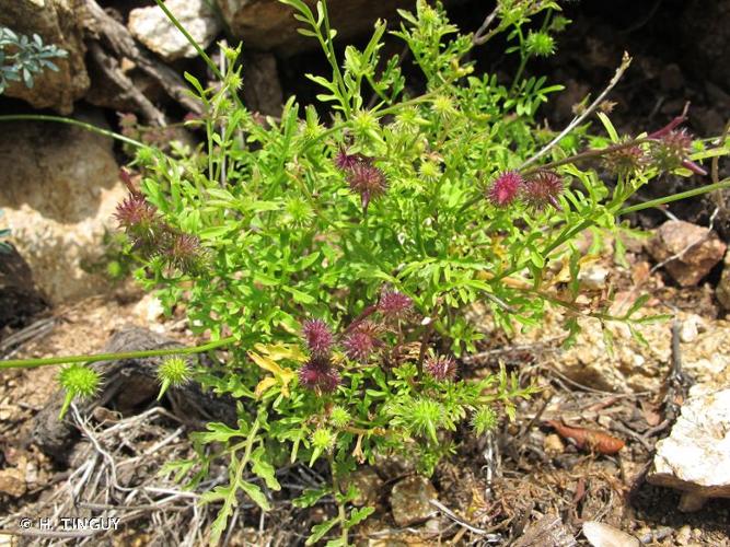 <i>Succowia balearica</i> (L.) Medik., 1792 © H. TINGUY