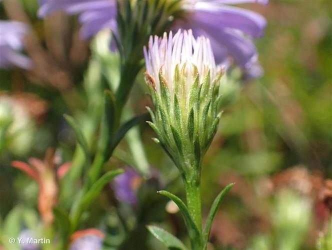 <i>Symphyotrichum </i>x<i> salignum</i> (Willd.) G.L.Nesom, 1995 © 