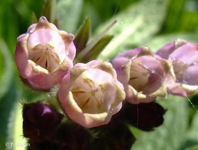 <i>Symphytum officinale</i> L., 1753 © 