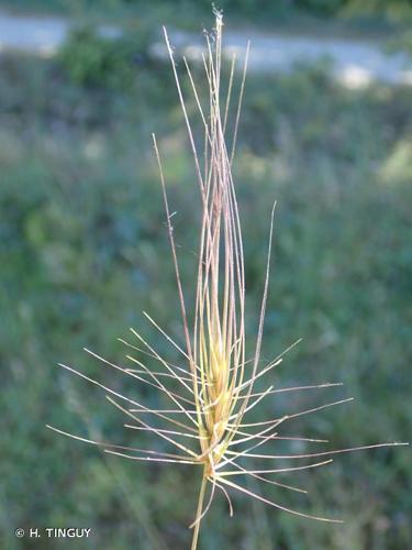 <i>Taeniatherum caput-medusae</i> (L.) Nevski, 1934 © H. TINGUY