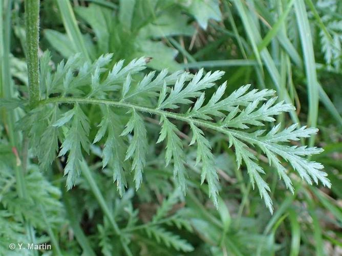 <i>Tanacetum corymbosum</i> (L.) Sch.Bip., 1844 © 