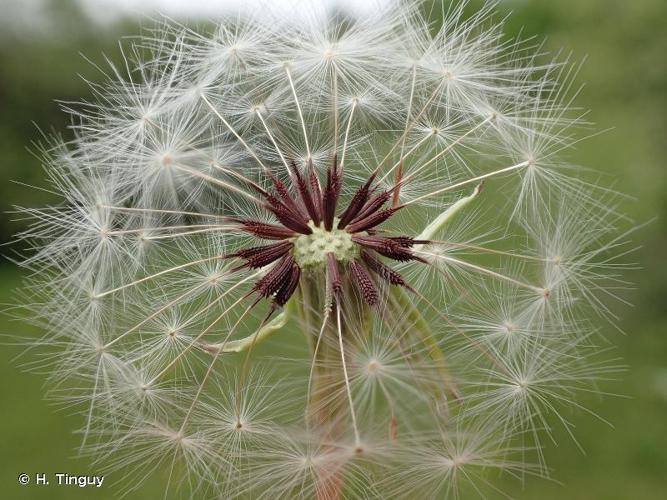 <i>Taraxacum rubicundum</i> (Dahlst.) Dahlst., 1906 © H. Tinguy