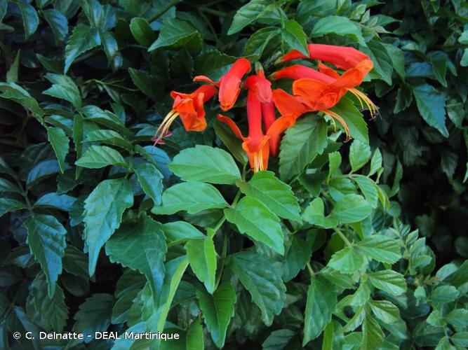 <i>Tecoma capensis</i> (Thunb.) Lindl., 1828 © C. Delnatte - DEAL Martinique